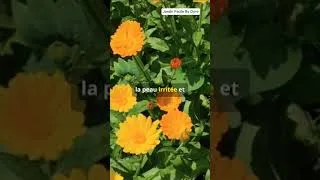 Miniature : Cultive ta pharmacie naturelle 🌿#Plantemedicinal #Jardinage #Santé #Plantes #Culture