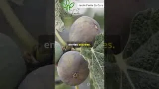 Miniature : 10 fruits faciles à cultiver en pot #Jardinage #Fruit #Potager #EnPot #Agriculture #Jardin #Balcon