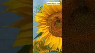Miniature : Attire Abeilles et Papillons avec Ces 10 Plantes