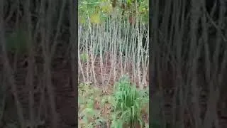 Miniature : Manioc à haut rendement 🔥#agrobusiness #viral #shorts #agriculture #fyp
