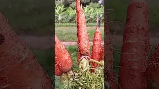 Miniature : La Carotte Écologique #agrobusiness #agriculture #shorts #viral #fyp