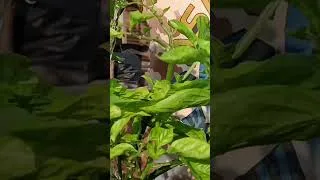 Miniature : Agriculture Hors Sol 🔥#agriculture #viral #agrobusiness #afrique #shorts #fyp