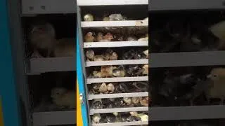 Miniature : POUSSINS Goliath 🔥#viral #shorts #agriculture #fyp #agrobusiness #aviculture
