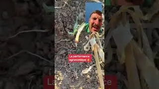 Miniature : 🌱❌ Le colza n’est pas capable de lever à 4-5cm en post moisson ?