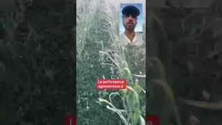 Miniature : 🌽 L’impact des vivaces sur un maïs bio !