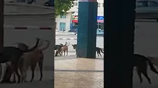 Miniature : chiens errants danger publique #chien #dog #dogs