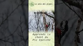 Miniature : Ce pic n'est pas un pic vert !