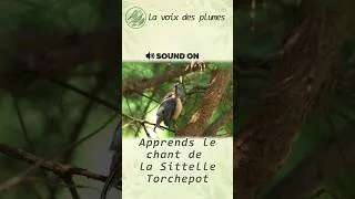 Miniature : Un chant étrange : Sittelle Torchepot - Sitta europaea #ornithologie #environnementprotection