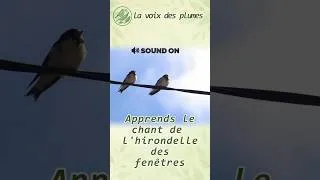 Miniature : L'hirondelle des fenêtres - Delichon urbicum