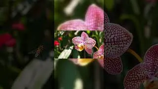 Miniature : Hasard ou Créateur? (Short)