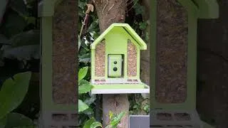 Miniature : Mangeoire connectée Metal Feeder @birdfy_by_netvue