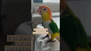 Miniature : Le PREMIER jour de Yaka à la maison... 🦜😂