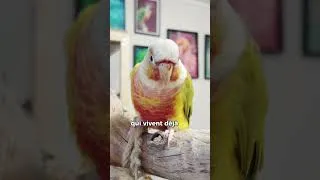 Miniature : Pourquoi je ne vais PAS garder ce perroquet... 🦜❤️