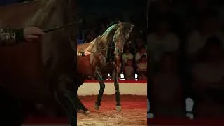 Miniature : BANDE ANNONCE ADRENALINE 2026
