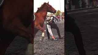 Miniature : Salon du Cheval d'Albi 2025 : Aftermovie