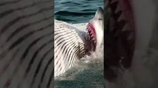 Miniature : Vidéo complète sur YouTube : Alcapounes ! #apprendre  #science  #megalodon #megalon #shark #requin