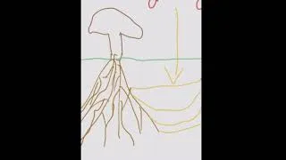 Miniature : EXTRAITS LES MYCORHISES (SHORT)