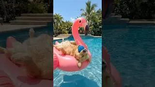 Miniature : La balle de jeu pour chien ultime