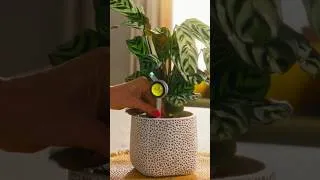 Miniature : Des emojis qui parlent pour nos plantes