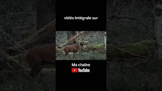 Miniature : Les surprises de la photo animalières 📸🫎 #photography #nature #deer #photo #animals #good #cool
