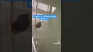 Miniature : Quand tu t’achètes un bébé escargot…