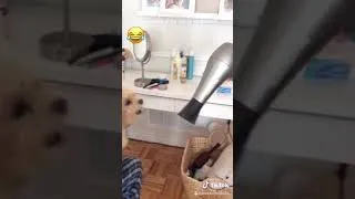 Miniature : Mon chien déteste les séchoirs !!!!