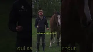 Miniature : tu veux un cheval calme et confiant