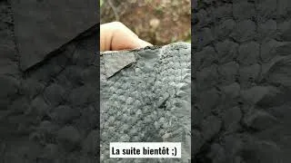 Miniature : Lepidodendron dans le Nord