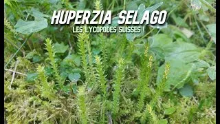 Miniature : Une magnifique Lycophyte des Alpes suisses ! (Huperzia selago)