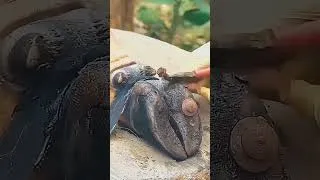Miniature : Ils Découvrent Un Énorme Clou Dans Le Sabot Incroyable 😳