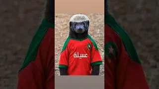 Miniature : رغم مشاغل الحياة، وطنيتنا تشتعل وفريقنا في القلب. ديما مغرب! 🇲🇦✨