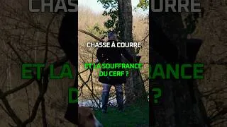 Miniature : Chasse à courre : et la souffrance du cerf ?