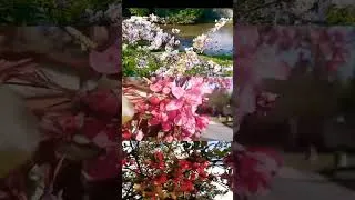 Miniature : Le printemps se termine doucement et ses floraisons magnifiques aussi. Bientôt l'été prend sa place.