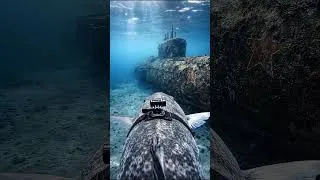 Miniature : Un poisson prédateur avec une GoPro explore un sous-marin américain échoué