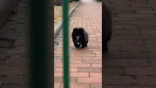 Miniature : Tiny Puppy's Epic Rage Scream