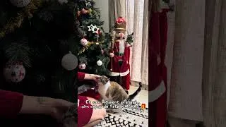 Miniature : Les favoris de mon chat pour Noël dont WHISKAS avec sa pâtée 😻!