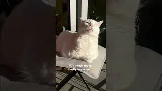 Miniature : Ça fait deux heures qu’elle profite du soleil sur le balcon 😌