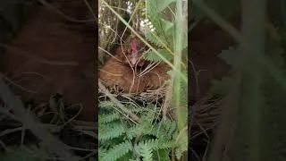 Miniature : quand la poule veut se comparer aux oiseaux sauvages