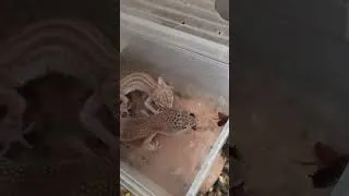 Miniature : gecko
