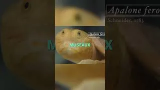 Miniature : Maintenant vous savez #animalfacts #animaux #wildlife #youtubeshorts #education #nature