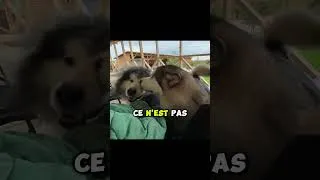 Miniature : Pourquoi ton Chien s’assoit Soudainement sur Toi ? (la vraie raison) #chien
