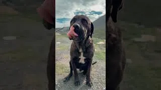 Miniature : Regarde la vidéo complète  #chien #animaux
