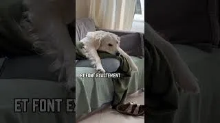 Miniature : Pourquoi ton chien prend ta place ? #chien #animaux #amour