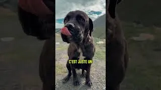 Miniature : La VRAIE Raison pour Laquelle ton Chien te Lèche #chien