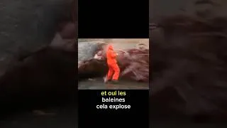 Miniature : Tentative de sauvetage d'une baleine qui tourne mal !