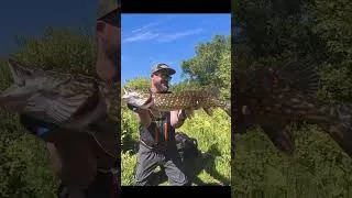 Miniature : Quand tu pêche avec un leurre de 30cm … belle attaque de brochet sur la truite savage gear #brochet