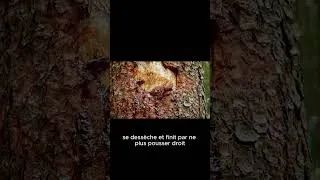 Miniature : B Boussole