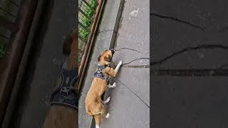 Miniature : Chien de Roumanie  #chien #educateurcanin #chienpeureux