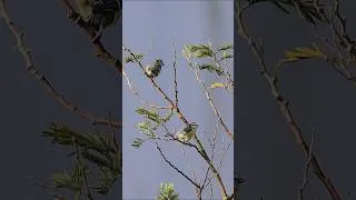 Miniature : Mésanges Bleues 🐦🌳 Dinard, France - Short video 4k 2026 #mésange_bleu