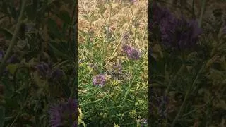 Miniature : Le Collier-de-corail butine les fleurs de luzerne 🦋🪻Dinard, France - Short video 4k 2026 #nature